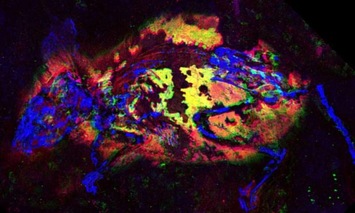 Tarihte İlk Kez Antik Fosillerde Kırmızımsı Renk Buldu