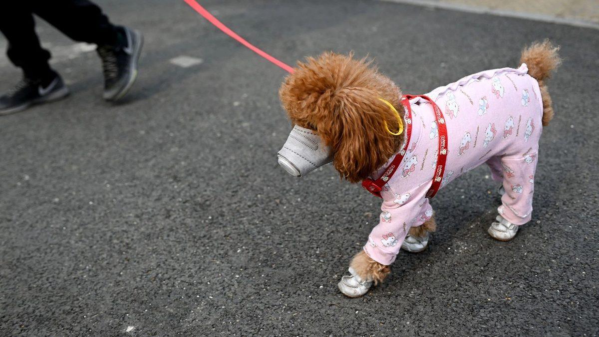 Corona Virüsü, Kedi ve Köpeklerden İnsanlara Bulaşır mı?