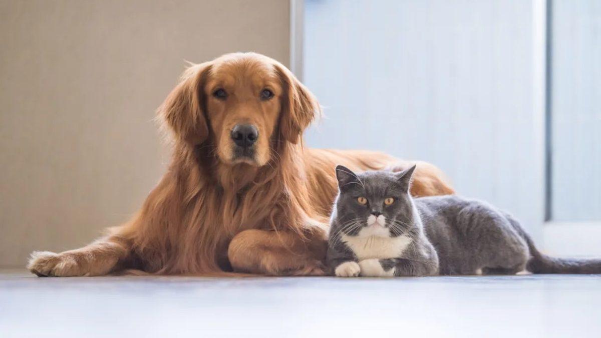 Corona Virüsü, Kedi ve Köpeklerden İnsanlara Bulaşır mı?