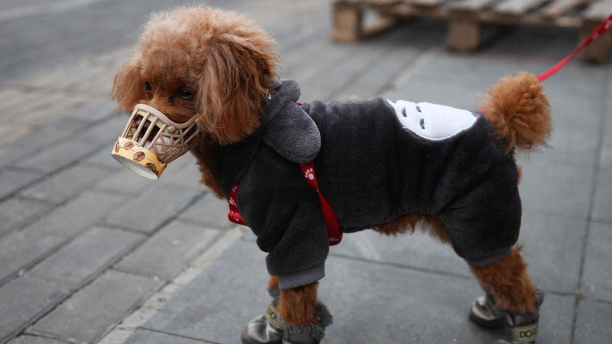 Corona Virüsü, Kedi ve Köpeklerden İnsanlara Bulaşır mı?