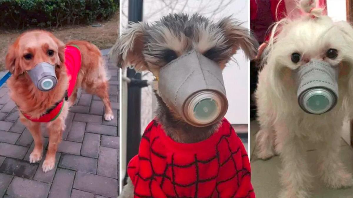 Corona Virüsü, Kedi ve Köpeklerden İnsanlara Bulaşır mı?