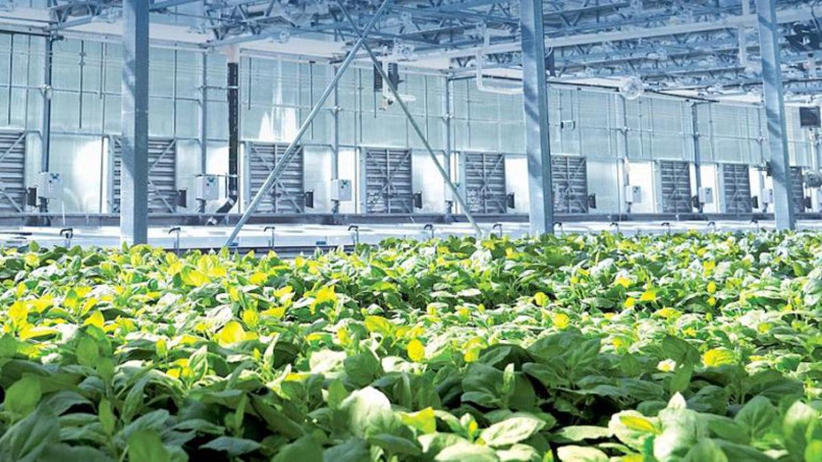 Kanada Merkezli Bir Şirket, Corona Virüsünün Aşısını Bulduğunu Açıkladı