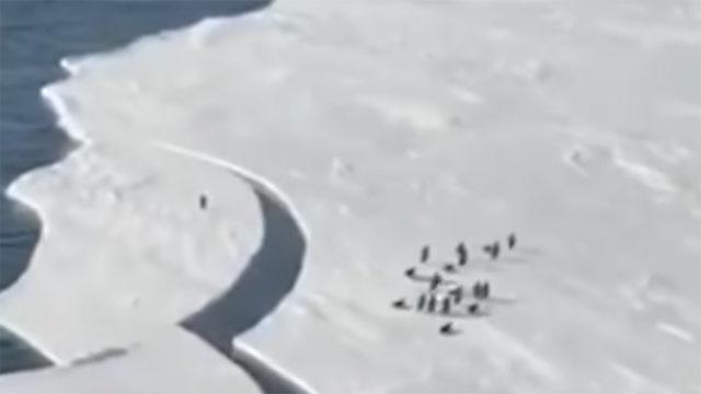 Bir Penguenin Gerilim Filmlerine Taş Çıkartacak Hayatta Kalma Savaşı (Video)