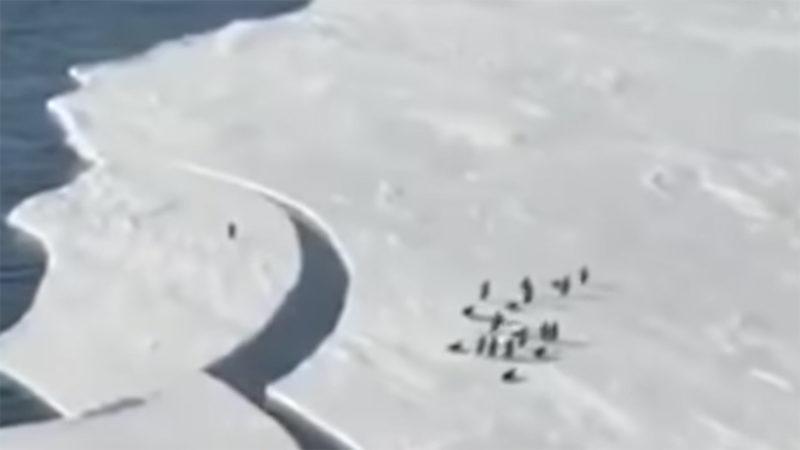 Bir Penguenin Gerilim Filmlerine Taş Çıkartacak Hayatta Kalma Savaşı (Video)