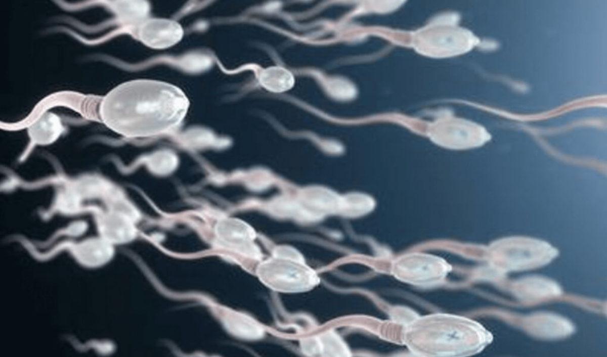 Sperm ve Yumurta Genomlarının Birleşme Mekanizmasını Gösteren Araştırma