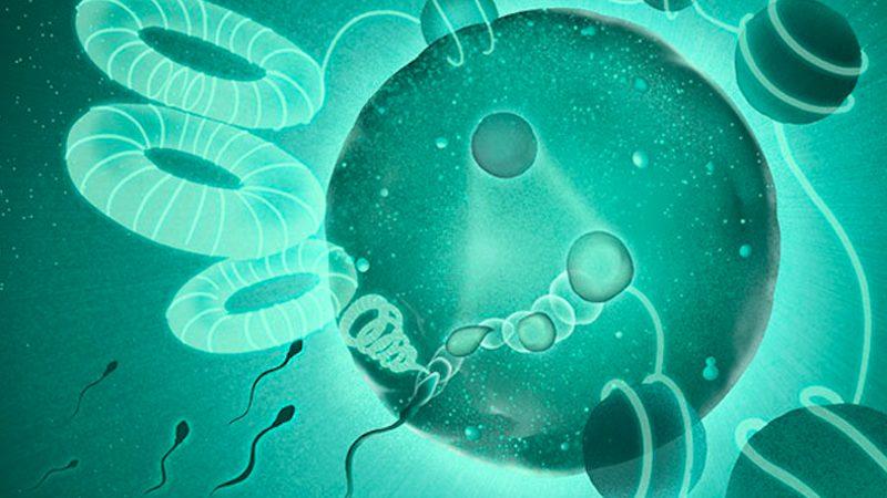 Sperm ve Yumurta Genomlarının Birleşme Mekanizmasını Gösteren Araştırma