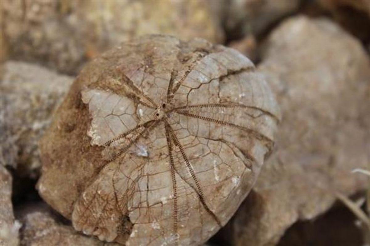 Adıyaman’da 85 Milyon Yıllık Deniz Kestanesi Fosili Bulundu