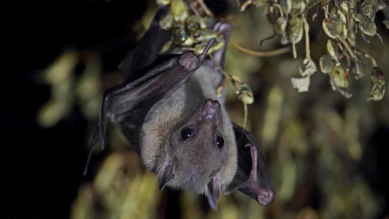 Bu Yarasa Türünün Yiyecek Karşılığında Çiftleştiği Keşfedildi