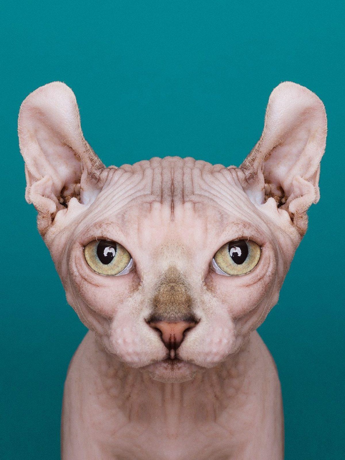 Simetri Hastalarının Bakmaya Doyamayacağı 8 Özel Hayvan Fotoğrafı