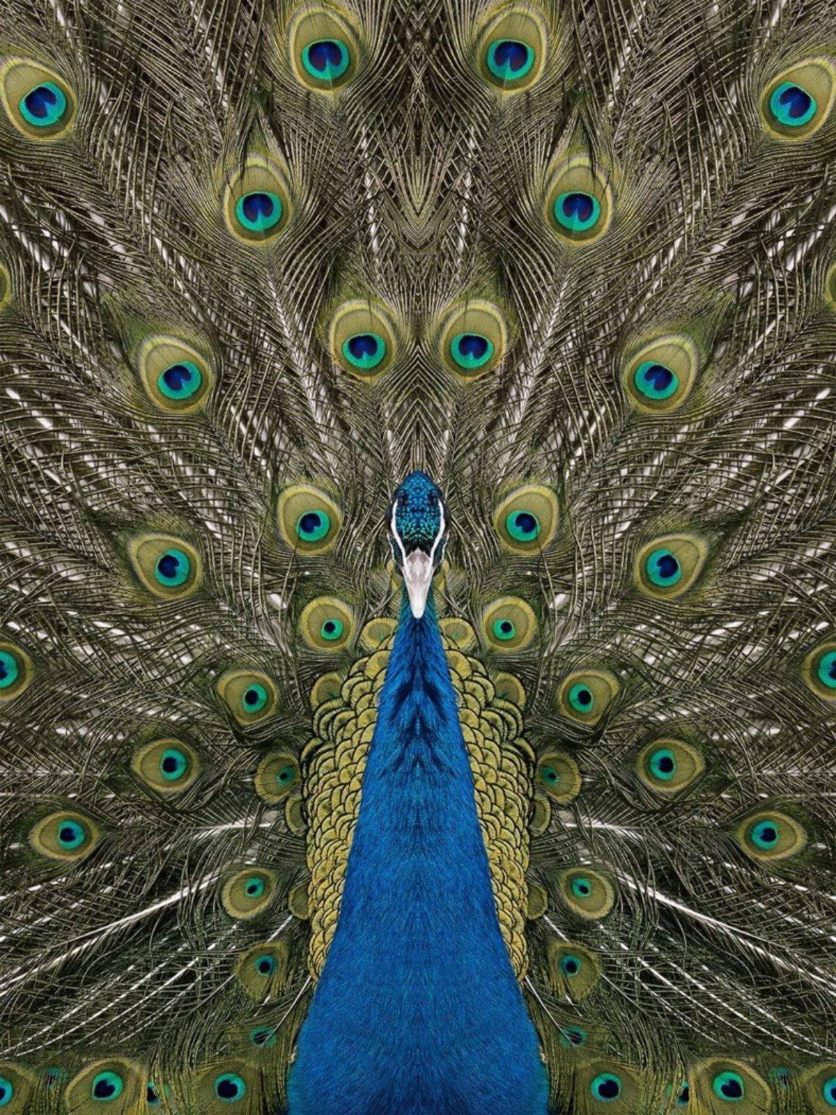 Simetri Hastalarının Bakmaya Doyamayacağı 8 Özel Hayvan Fotoğrafı