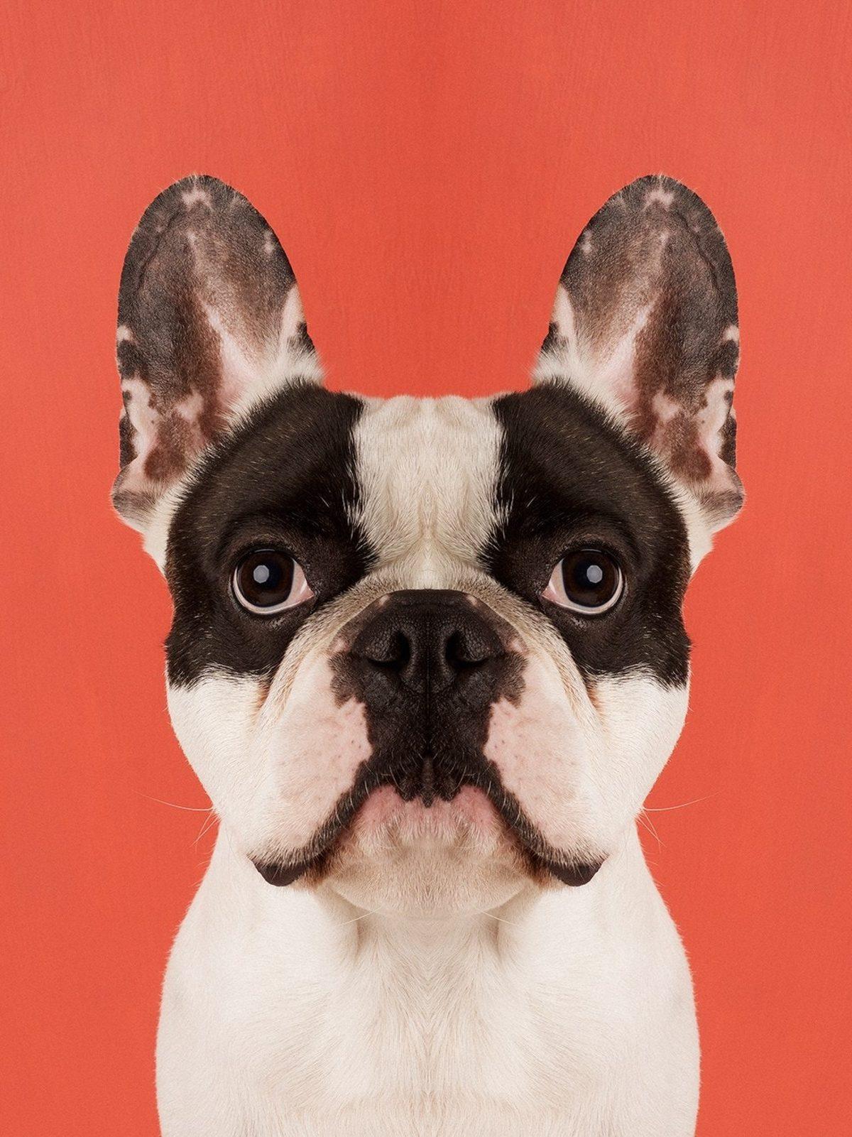 Simetri Hastalarının Bakmaya Doyamayacağı 8 Özel Hayvan Fotoğrafı