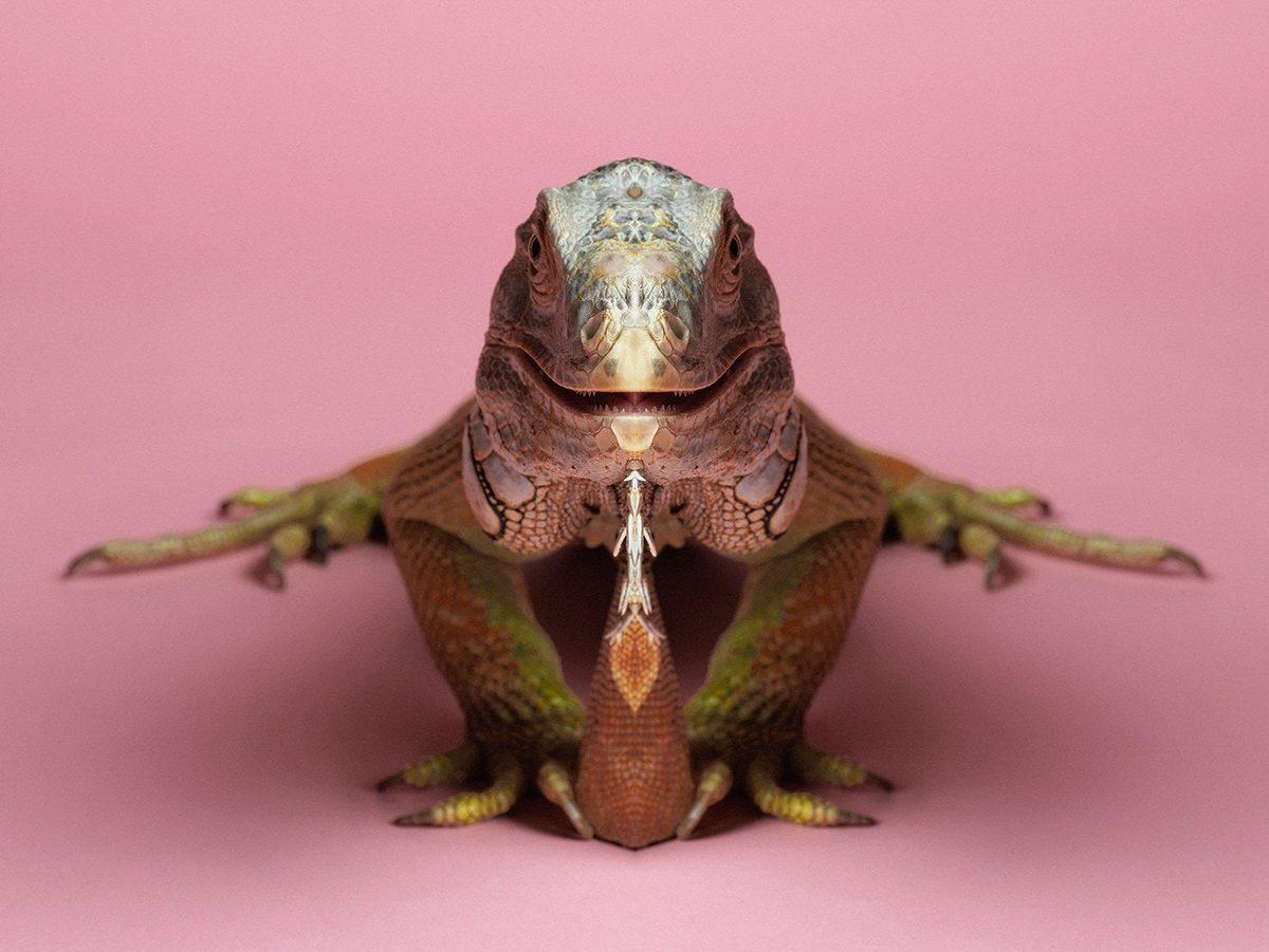 Simetri Hastalarının Bakmaya Doyamayacağı 8 Özel Hayvan Fotoğrafı