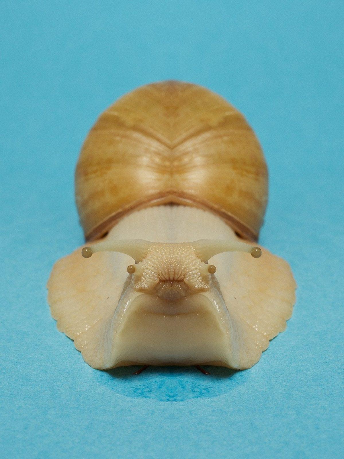 Simetri Hastalarının Bakmaya Doyamayacağı 8 Özel Hayvan Fotoğrafı