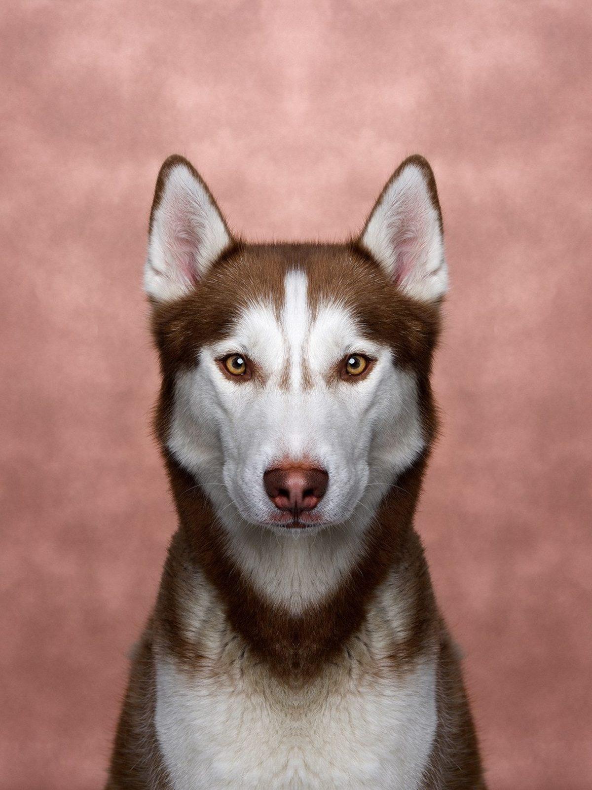 Simetri Hastalarının Bakmaya Doyamayacağı 8 Özel Hayvan Fotoğrafı