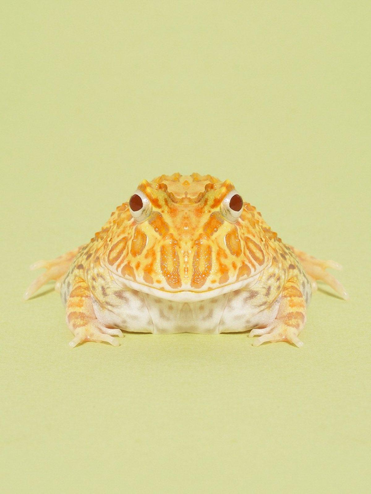 Simetri Hastalarının Bakmaya Doyamayacağı 8 Özel Hayvan Fotoğrafı