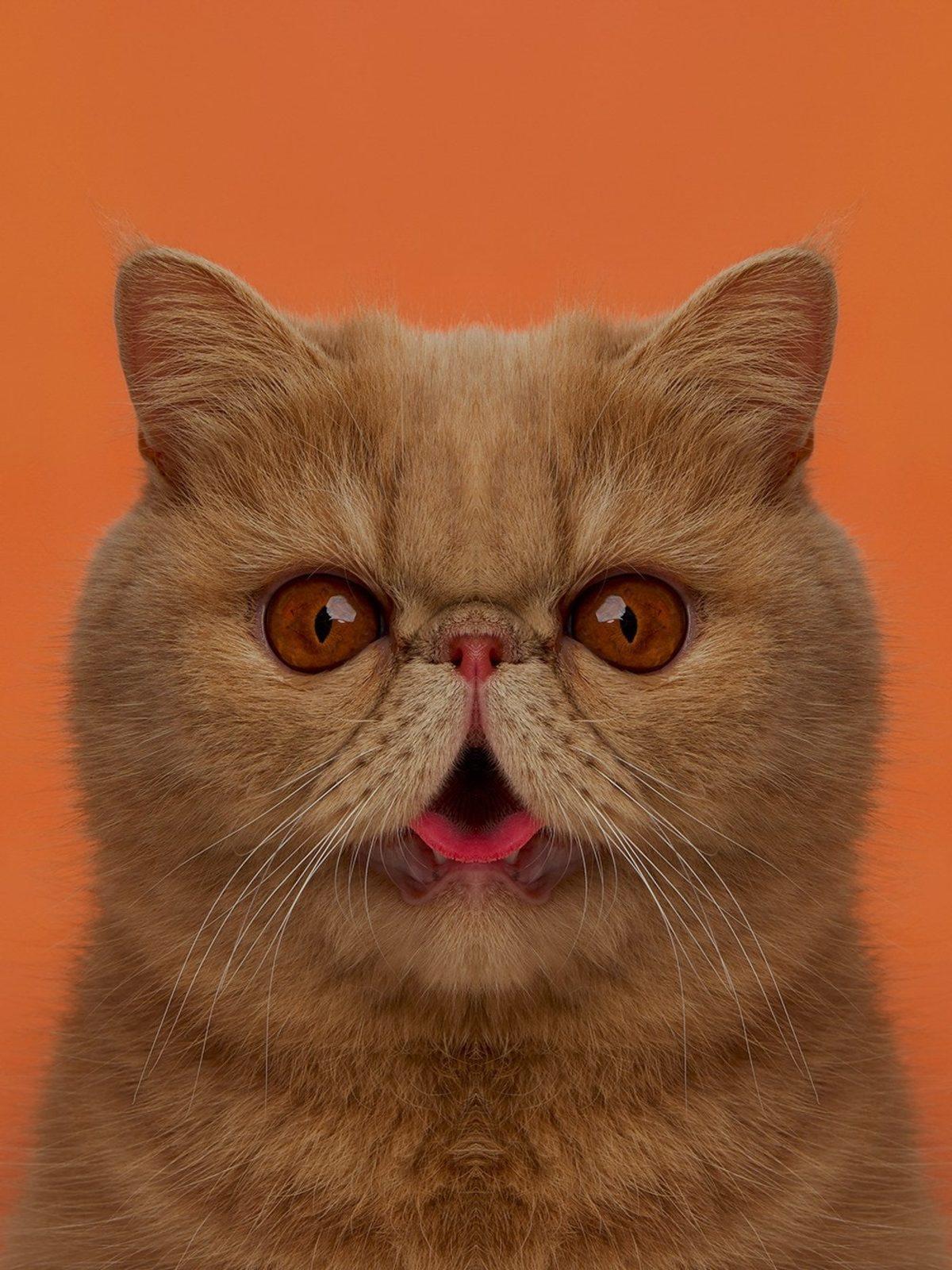 Simetri Hastalarının Bakmaya Doyamayacağı 8 Özel Hayvan Fotoğrafı