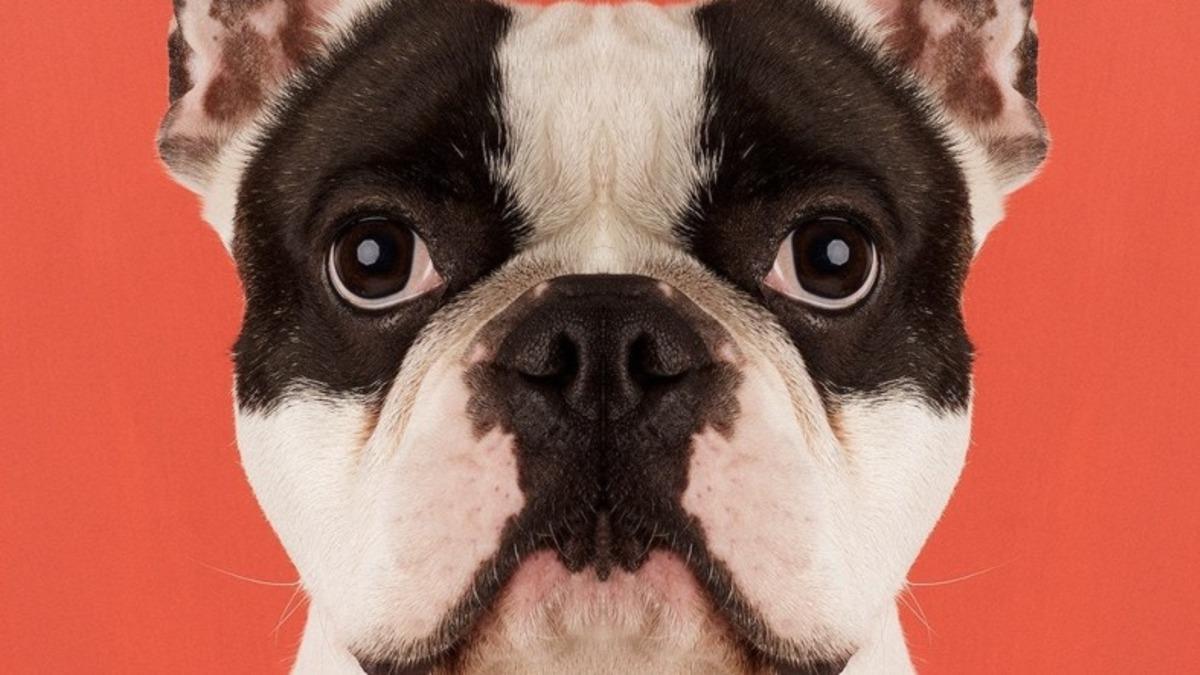 Simetri Hastalarının Bakmaya Doyamayacağı 8 Özel Hayvan Fotoğrafı