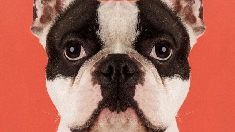 Simetri Hastalarının Bakmaya Doyamayacağı 8 Özel Hayvan Fotoğrafı