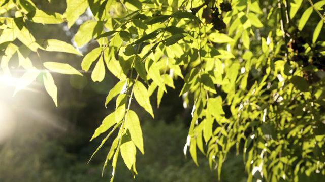 Bilim İnsanları, Fotosentezin Sırlarını Çözmeye Bir Adım Daha Yaklaştı