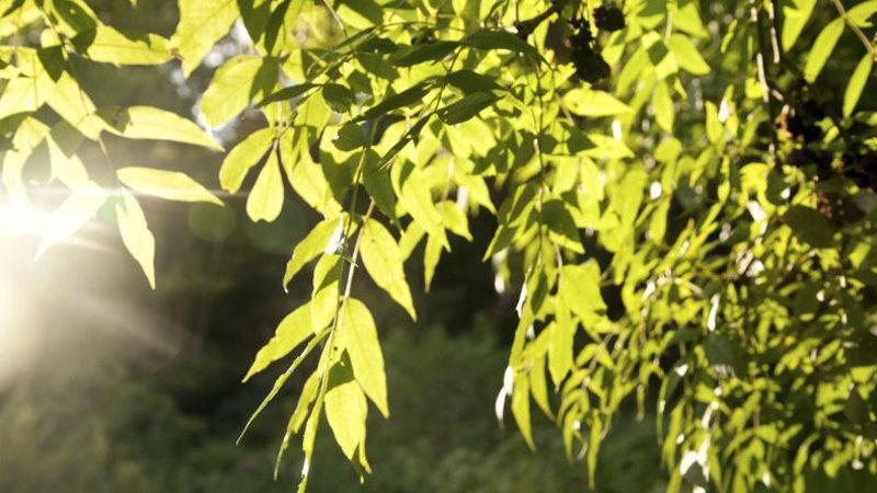 Bilim İnsanları, Fotosentezin Sırlarını Çözmeye Bir Adım Daha Yaklaştı