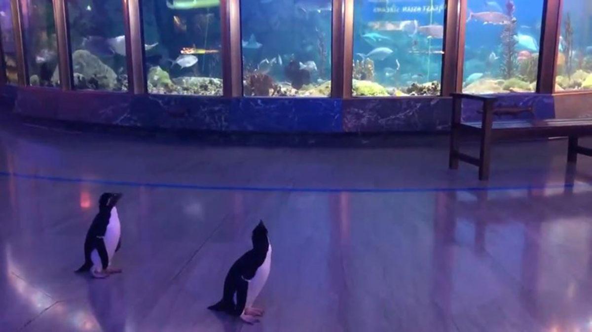 Corona Virüsü Nedeniyle Kapalı Olan Akvaryumun Yeni Ziyaretçileri: Penguenler (Video)