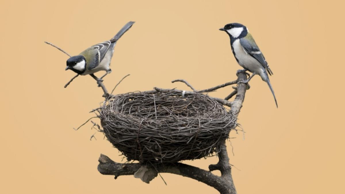 Kuş Yuvalarının Arkasındaki İnanılmaz Mühendislik