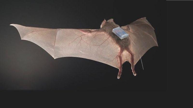 Vampir Yarasaların Nasıl Arkadaş Edindiğini Gösteren Araştırma