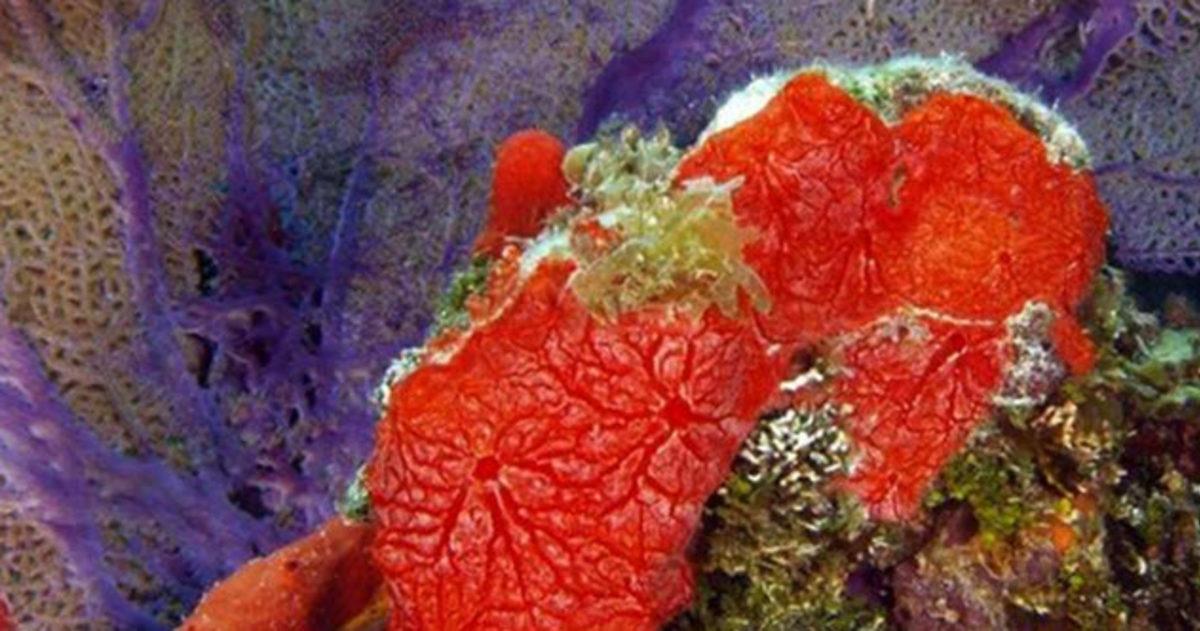 Ölümsüzlük Şifresi Yazmışçasına Yaşlanmayan 10 Canlı