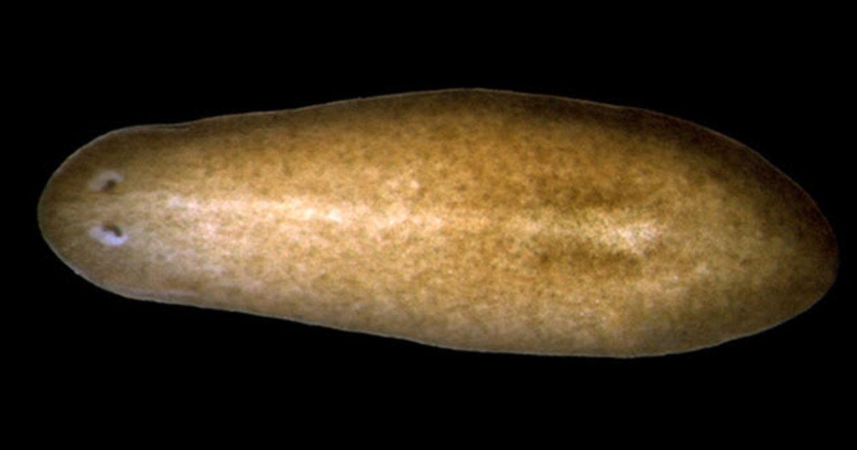 Ölümsüzlük Şifresi Yazmışçasına Yaşlanmayan 10 Canlı