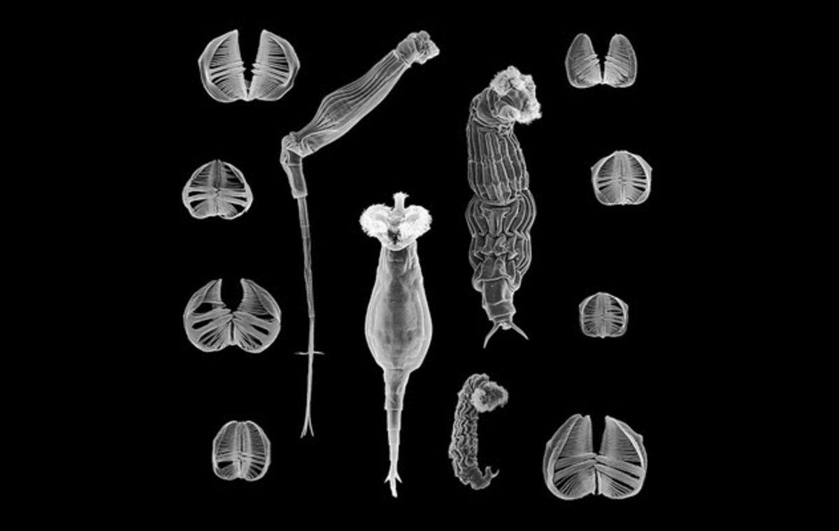 Ölümsüzlük Şifresi Yazmışçasına Yaşlanmayan 10 Canlı