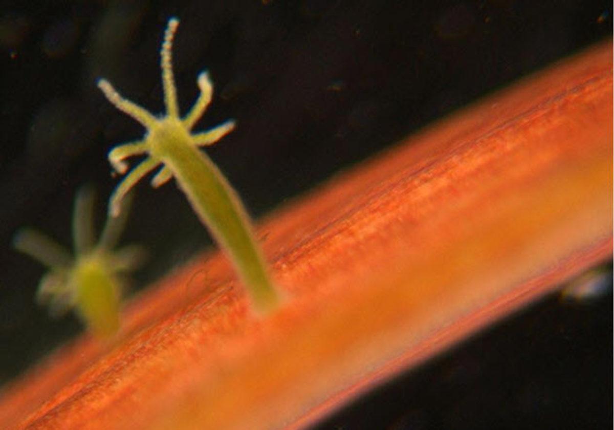 Ölümsüzlük Şifresi Yazmışçasına Yaşlanmayan 10 Canlı