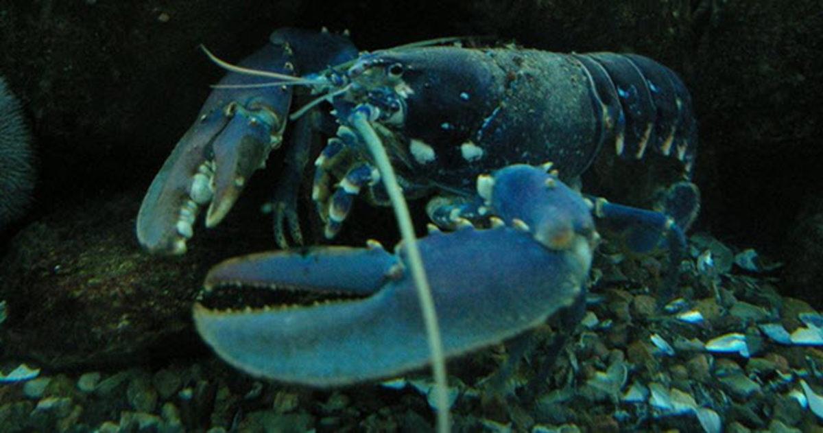 Ölümsüzlük Şifresi Yazmışçasına Yaşlanmayan 10 Canlı