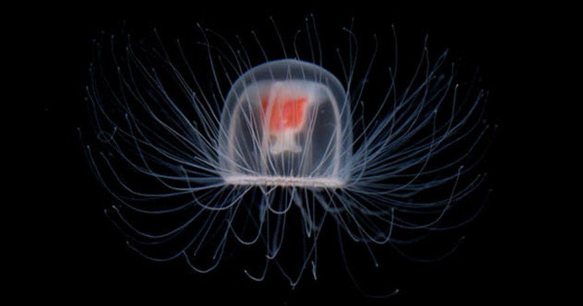 Ölümsüzlük Şifresi Yazmışçasına Yaşlanmayan 10 Canlı