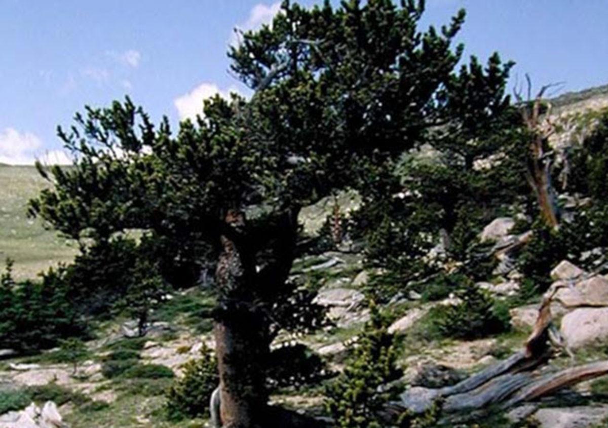 Ölümsüzlük Şifresi Yazmışçasına Yaşlanmayan 10 Canlı