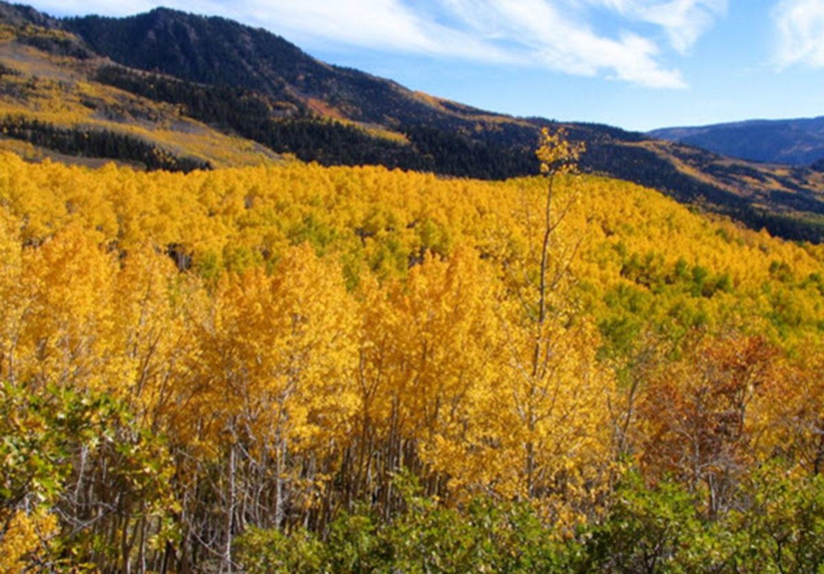 Ölümsüzlük Şifresi Yazmışçasına Yaşlanmayan 10 Canlı