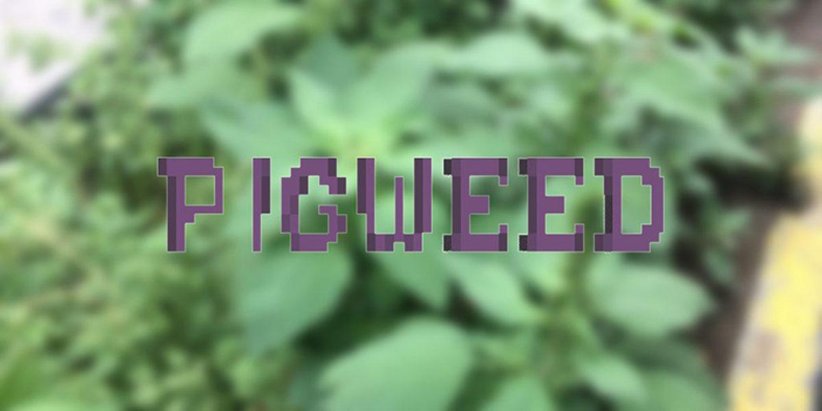 Google, Yeni İşletim Sistemi Olacağını Düşündüğümüz Pigweed’i Geliştirme Aracı Olarak Yayınladı