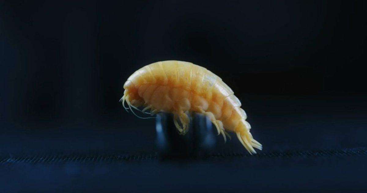 Yeni Keşfedilen Bir Deniz Canlısına Plastik İsmi Verildi