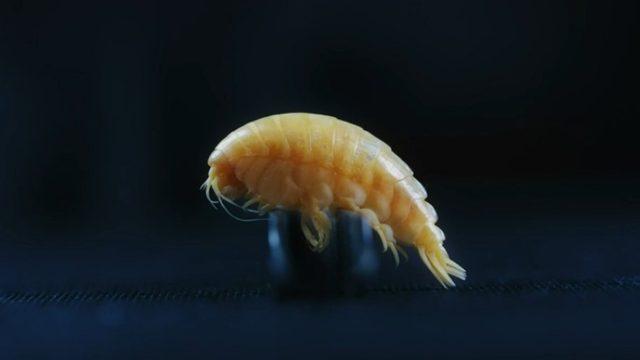 Yeni Keşfedilen Bir Deniz Canlısına Plastik İsmi Verildi