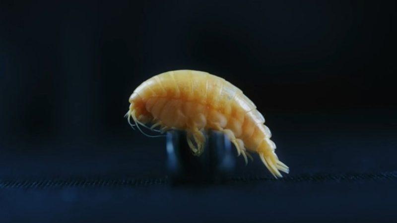 Yeni Keşfedilen Bir Deniz Canlısına Plastik İsmi Verildi