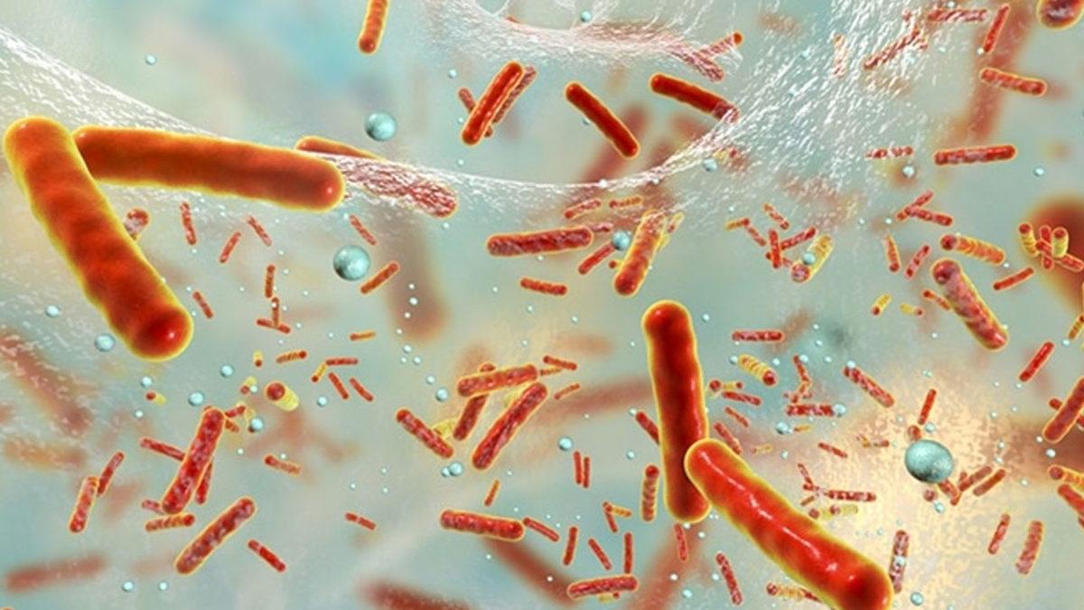 Bakterilerin Tıpkı İnsanlar Gibi Şehir Kurdukları Keşfedildi