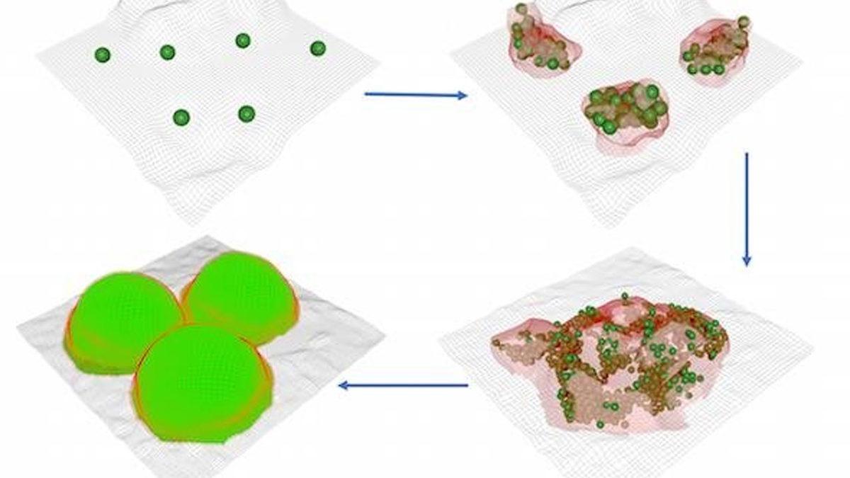 Bakterilerin Tıpkı İnsanlar Gibi Şehir Kurdukları Keşfedildi