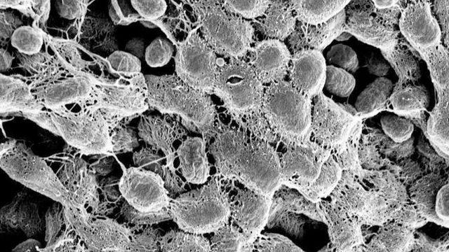 Bakterilerin Tıpkı İnsanlar Gibi Şehir Kurdukları Keşfedildi