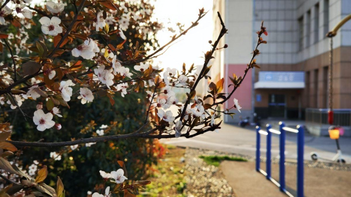 5 Kameralı Huawei P40 Premium Edition ile Çekilen Fotoğraf Örnekleri