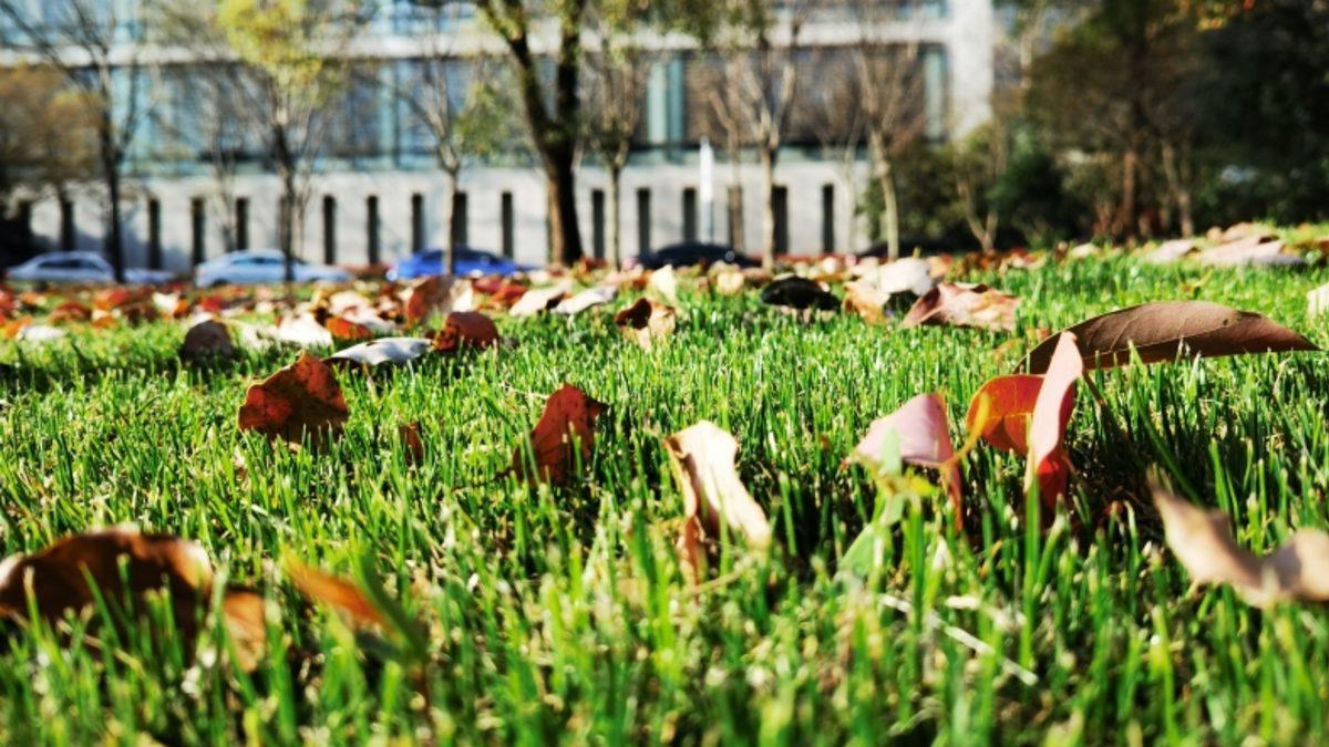 5 Kameralı Huawei P40 Premium Edition ile Çekilen Fotoğraf Örnekleri