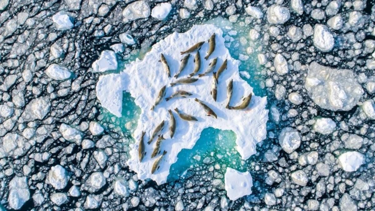 Antarktika’daki Yengeç Yiyen Foklar ’Yılın Vahşi Yaşam Fotoğrafı’ Seçildi