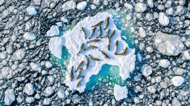 Antarktika’daki Yengeç Yiyen Foklar ’Yılın Vahşi Yaşam Fotoğrafı’ Seçildi