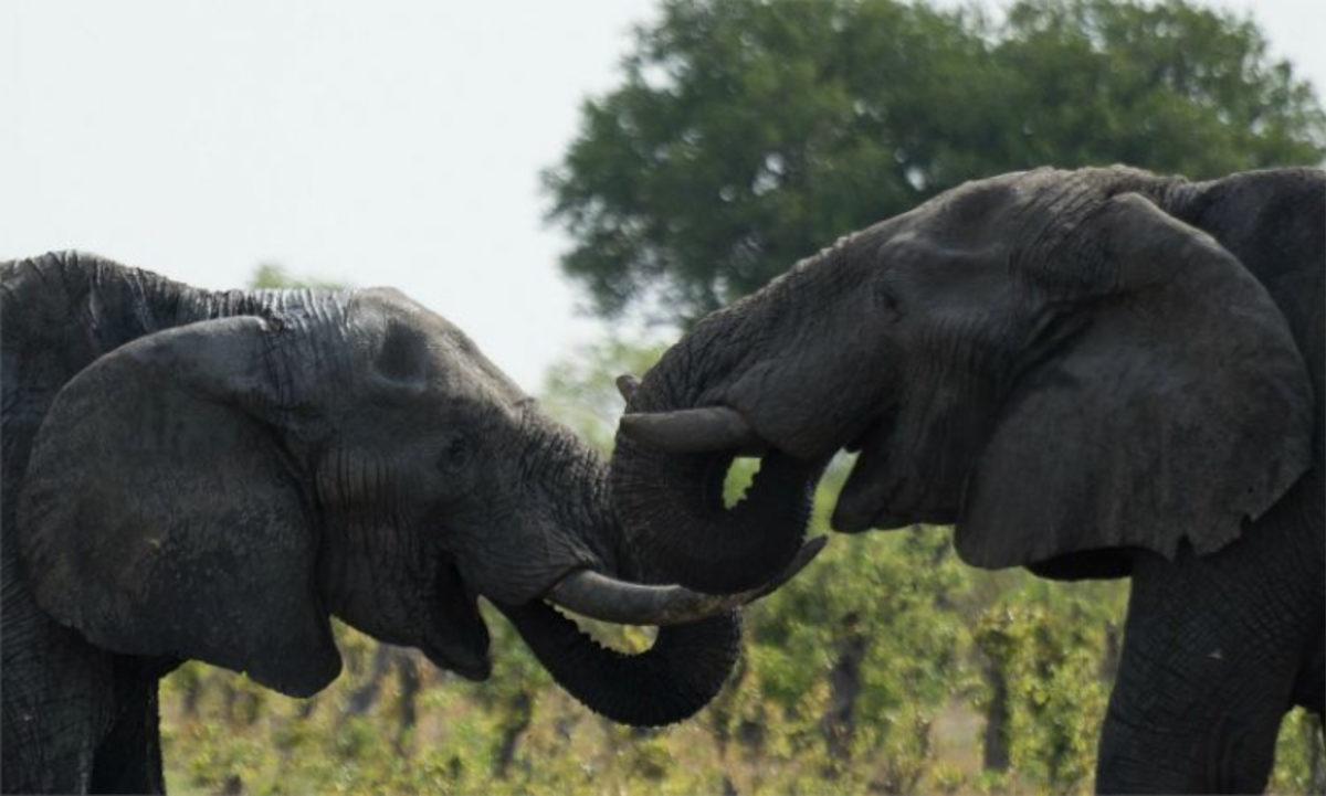 Cinsiyetin Yaşam Süresine Etkisini Anlamak İçin Yeni Bir Araştırma Yapıldı