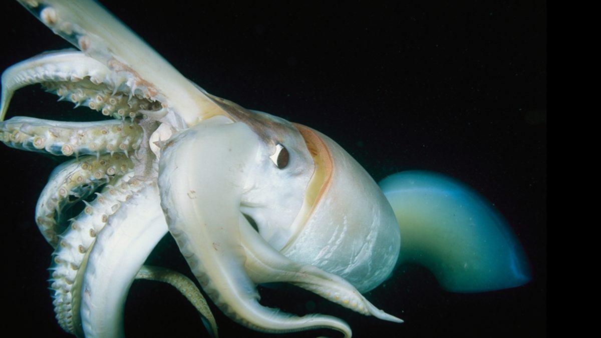 Mürekkep Balığının Bir Süper Gücü Daha Keşfedildi