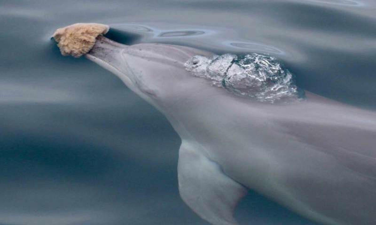 Yunuslar da İnsanlar Gibi Ortak İlgi Alanına Sahip Oldukları Arkadaşlar Seçiyor