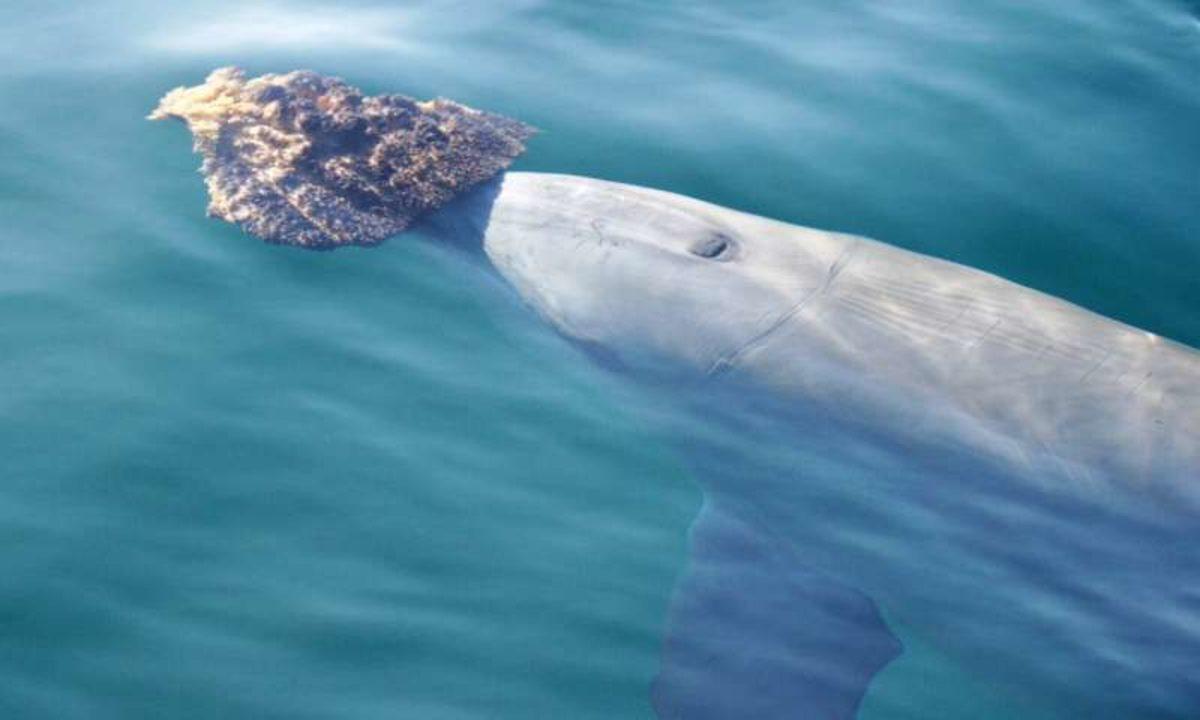 Yunuslar da İnsanlar Gibi Ortak İlgi Alanına Sahip Oldukları Arkadaşlar Seçiyor